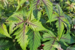 Filipendula 'Red Umbrellas' 